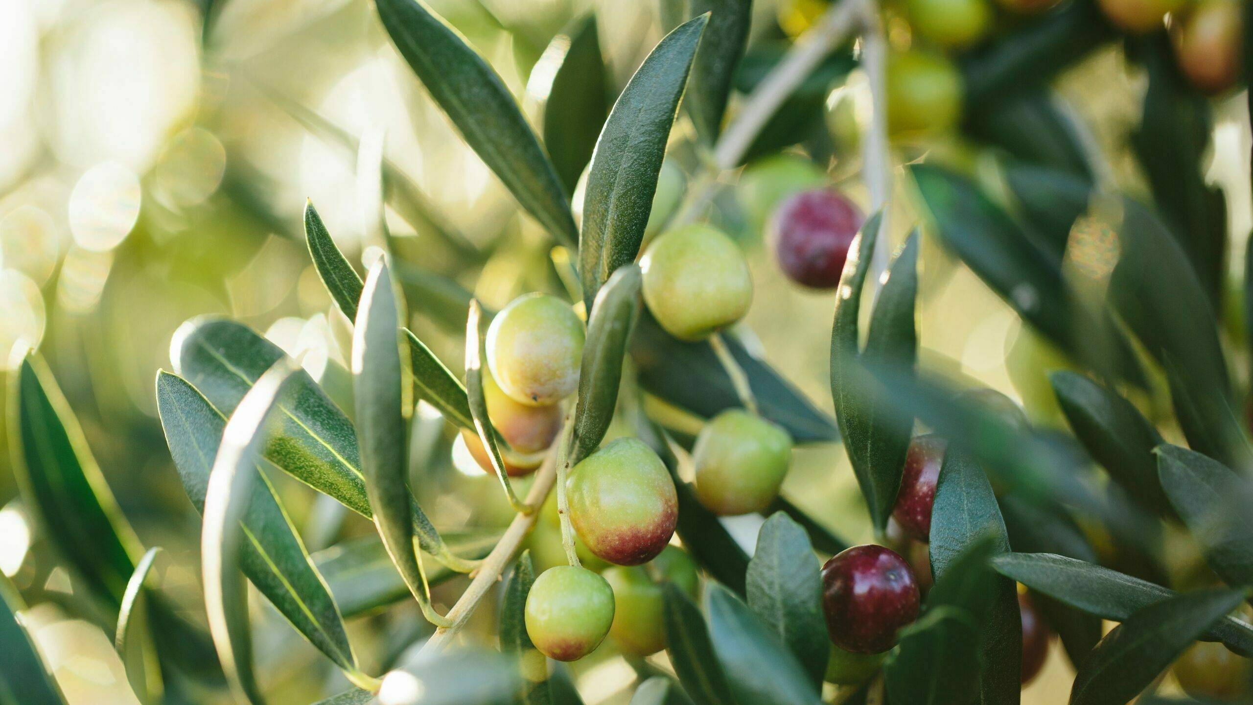 Aceite oliva origen geográfico|plagas enfermedades olivo|Enfermedades Xylella fastidiosa